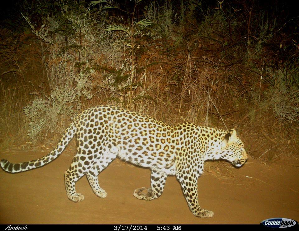 leopards-spotted-on-rustenberg-stellenbosch
