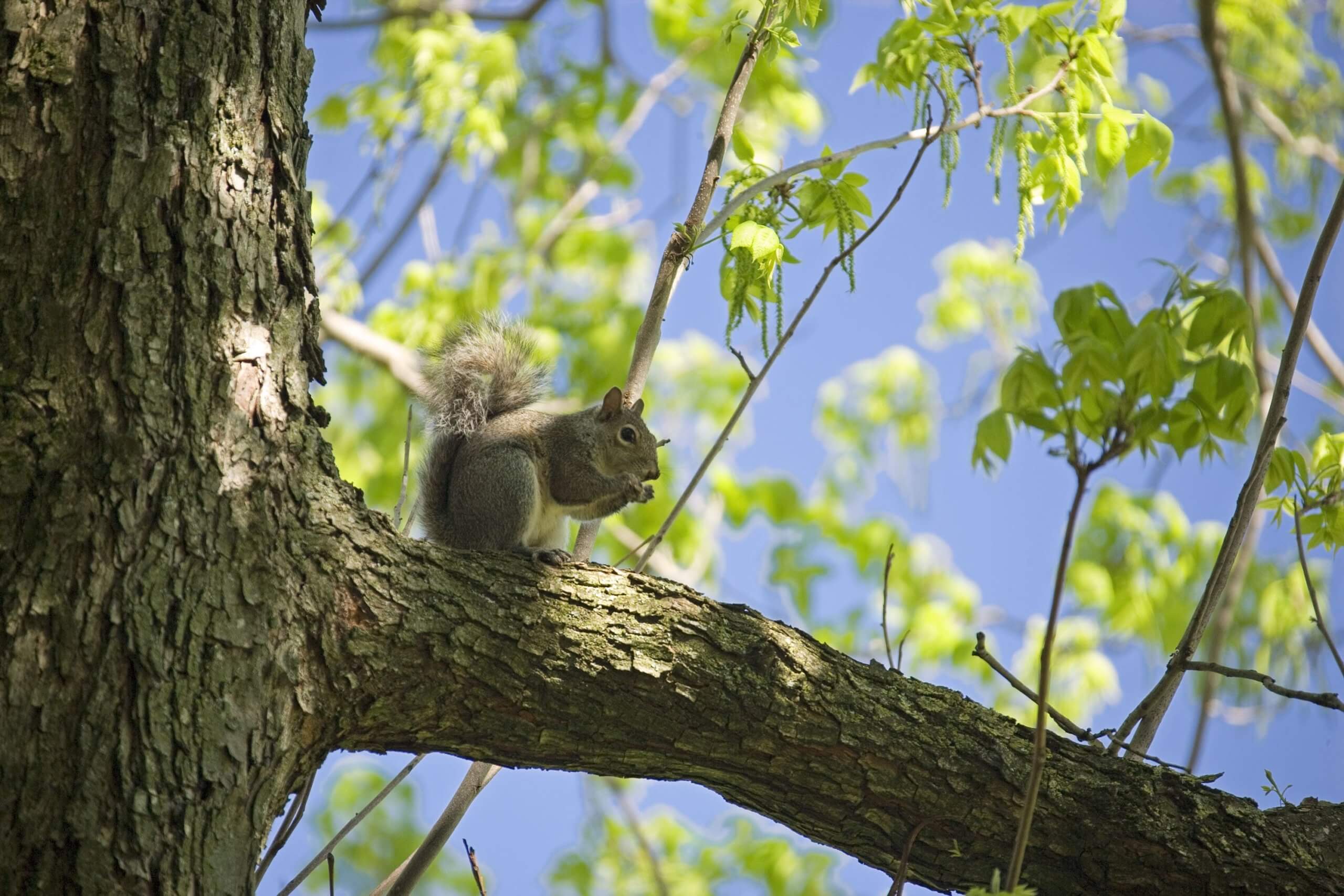 squirrels-in-the-oak-trees-rustenberg