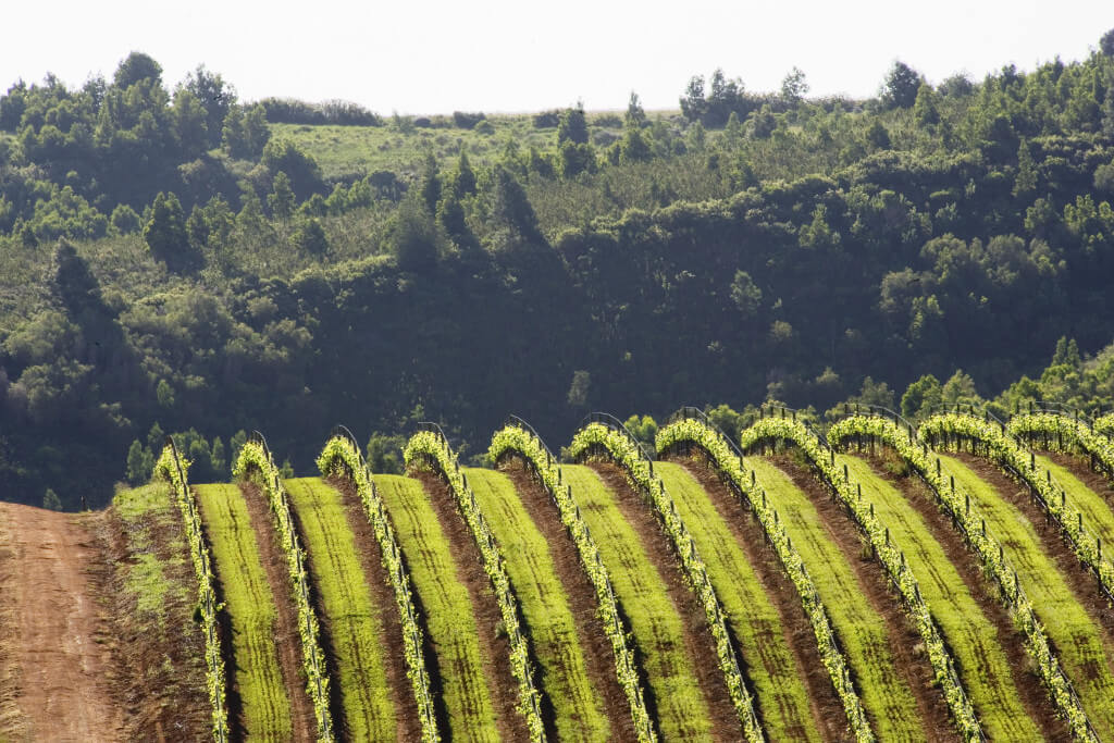 rustenberg-vineyards-landscape