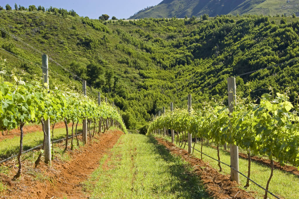 South African Distributors Rustenberg Wines Vinimark Trading