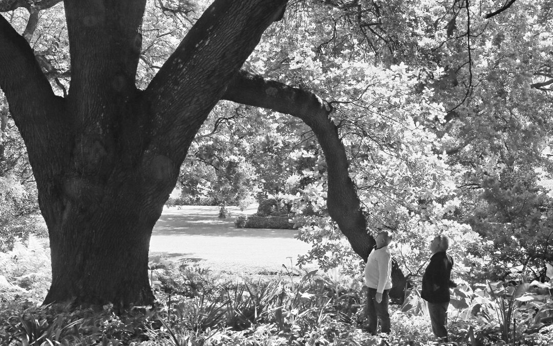 Rustenberg Open Garden 2025